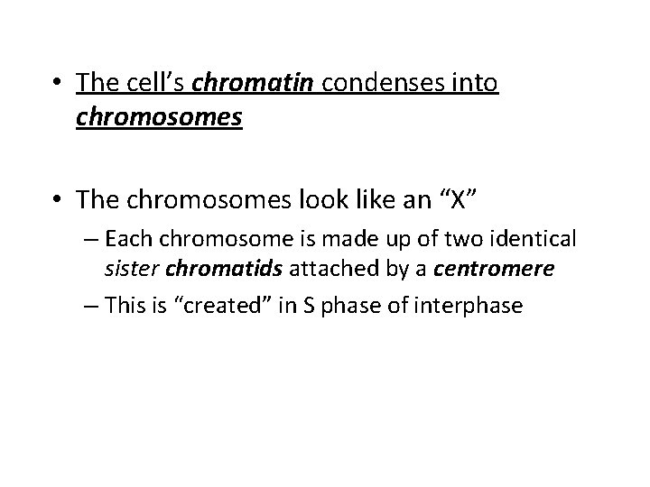  • The cell’s chromatin condenses into chromosomes • The chromosomes look like an