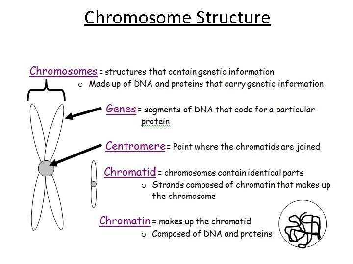 Chromosome Structure 