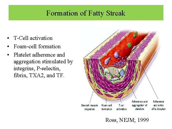 Formation of Fatty Streak • T-Cell activation • Foam-cell formation • Platelet adherence and