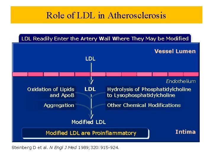 Role of LDL in Atherosclerosis LDL Readily Enter the Artery Wall Where They May
