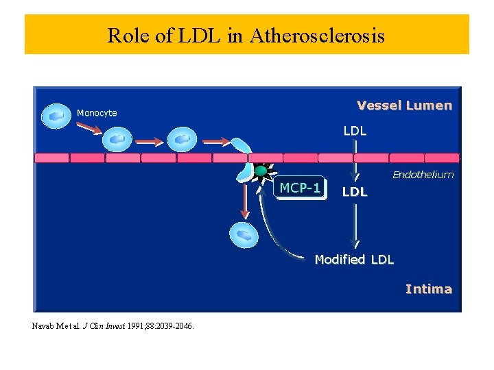 Role of LDL in Atherosclerosis Vessel Lumen Monocyte LDL MCP-1 Endothelium LDL Modified LDL