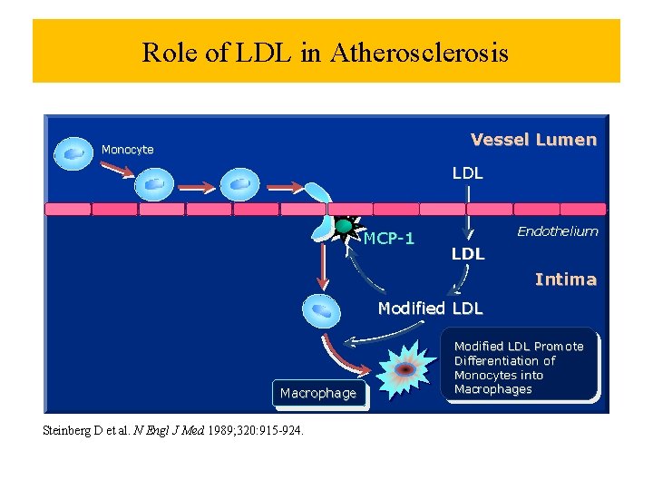 Role of LDL in Atherosclerosis Vessel Lumen Monocyte LDL MCP-1 Endothelium LDL Intima Modified