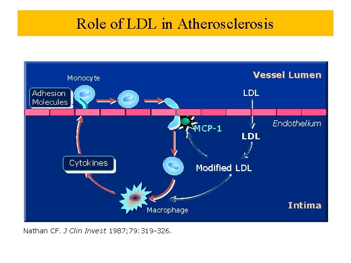 Role of LDL in Atherosclerosis Vessel Lumen Monocyte LDL Adhesion Molecules MCP-1 Cytokines Endothelium