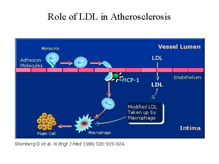 Role of LDL in Atherosclerosis Vessel Lumen Monocyte LDL Adhesion Molecules MCP-1 Endothelium LDL