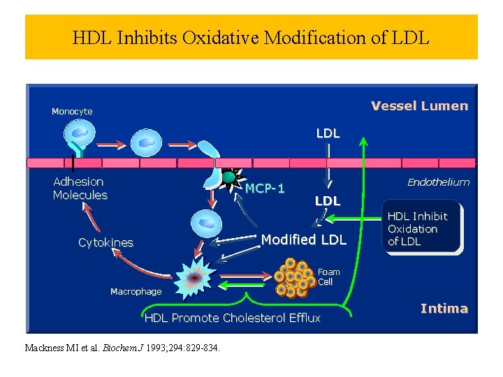 HDL Inhibits Oxidative Modification of LDL Vessel Lumen Monocyte LDL Adhesion Molecules MCP-1 Endothelium