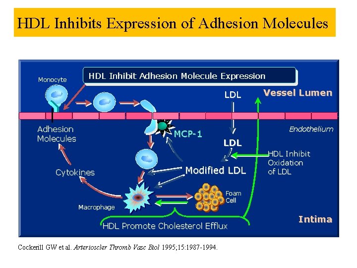 HDL Inhibits Expression of Adhesion Molecules Monocyte HDL Inhibit Adhesion Molecule Expression LDL Adhesion