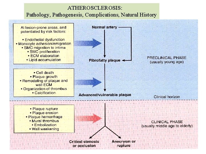 ATHEROSCLEROSIS: Pathology, Pathogenesis, Complications, Natural History 