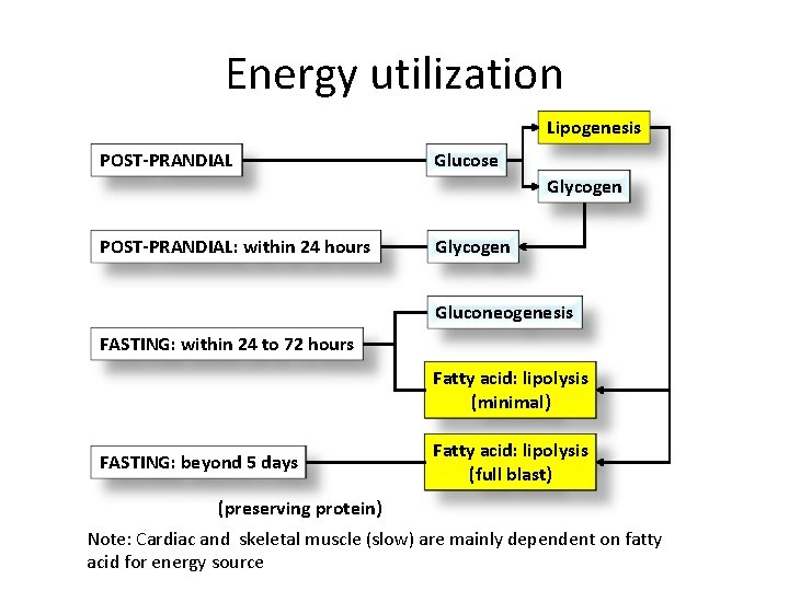 Energy utilization Lipogenesis POST-PRANDIAL Glucose Glycogen POST-PRANDIAL: within 24 hours Glycogen Gluconeogenesis FASTING: within