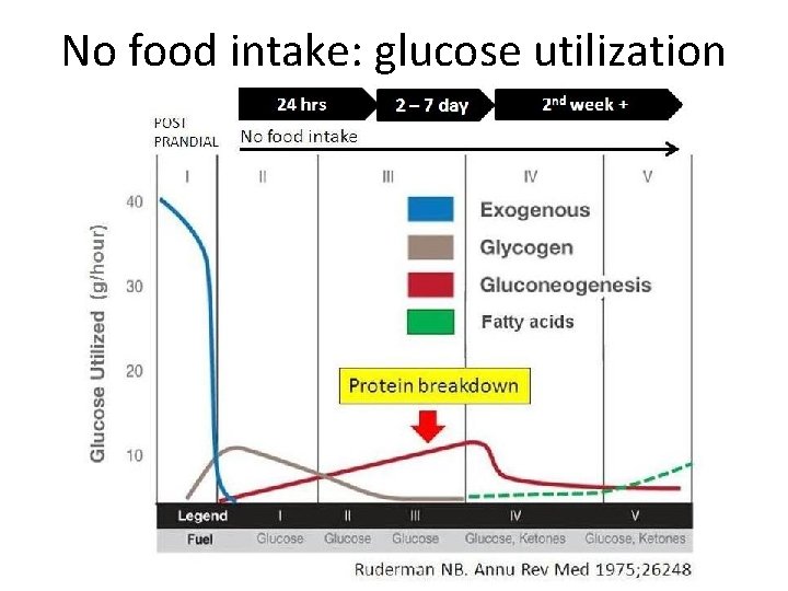 No food intake: glucose utilization 