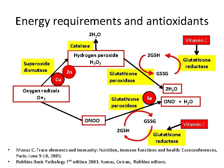 Energy requirements and antioxidants 2 H 2 O Vitamin C Catalase Hydrogen peroxide H