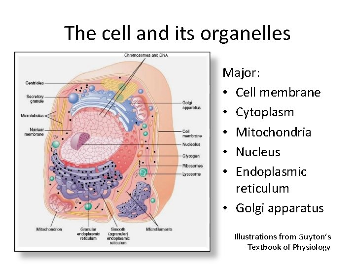 The cell and its organelles Major: • Cell membrane • Cytoplasm • Mitochondria •