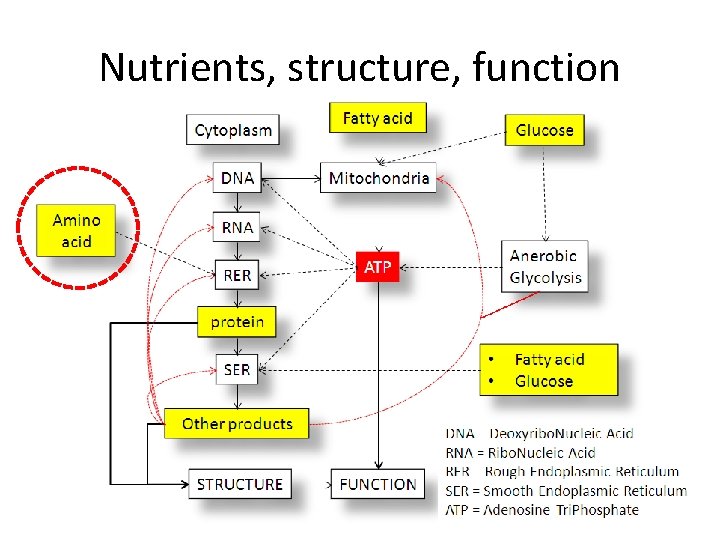 Nutrients, structure, function 