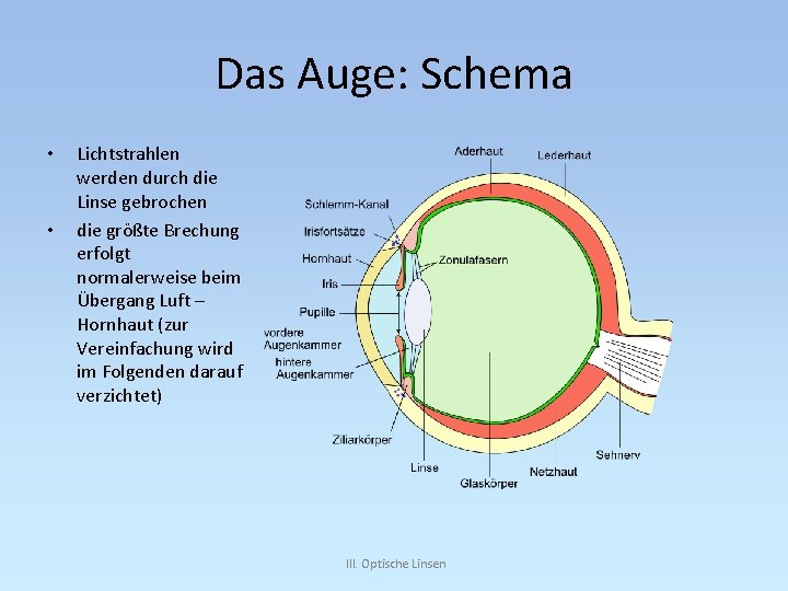 Das Auge: Schema • • Lichtstrahlen werden durch die Linse gebrochen die größte Brechung