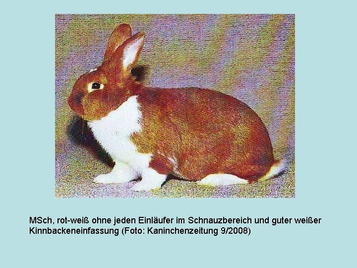 MSch, rot-weiß ohne jeden Einläufer im Schnauzbereich und guter weißer Kinnbackeneinfassung (Foto: Kaninchenzeitung 9/2008)