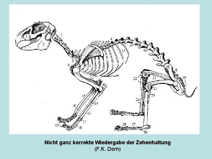 Nicht ganz korrekte Wiedergabe der Zehenhaltung (F. K. Dorn) 