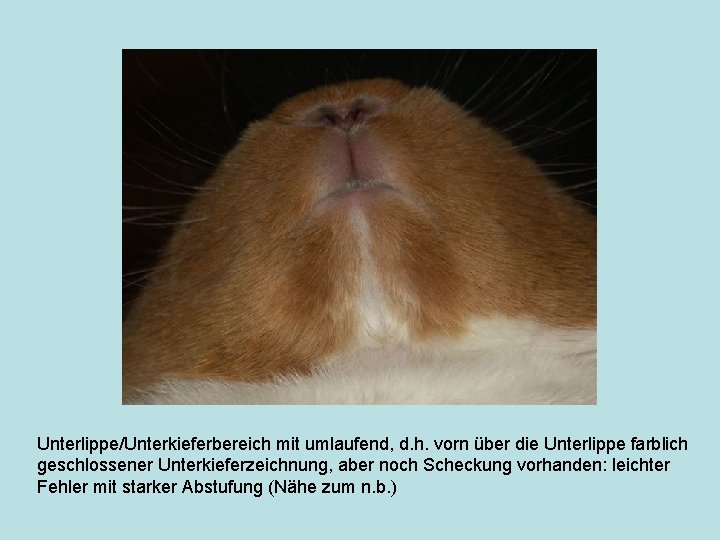 Unterlippe/Unterkieferbereich mit umlaufend, d. h. vorn über die Unterlippe farblich geschlossener Unterkieferzeichnung, aber noch
