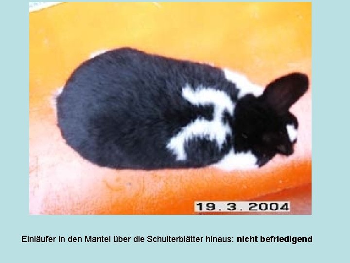 Einläufer in den Mantel über die Schulterblätter hinaus: nicht befriedigend 