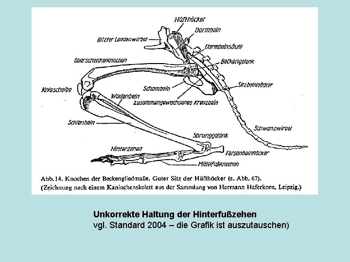 Unkorrekte Haltung der Hinterfußzehen vgl. Standard 2004 – die Grafik ist auszutauschen) 