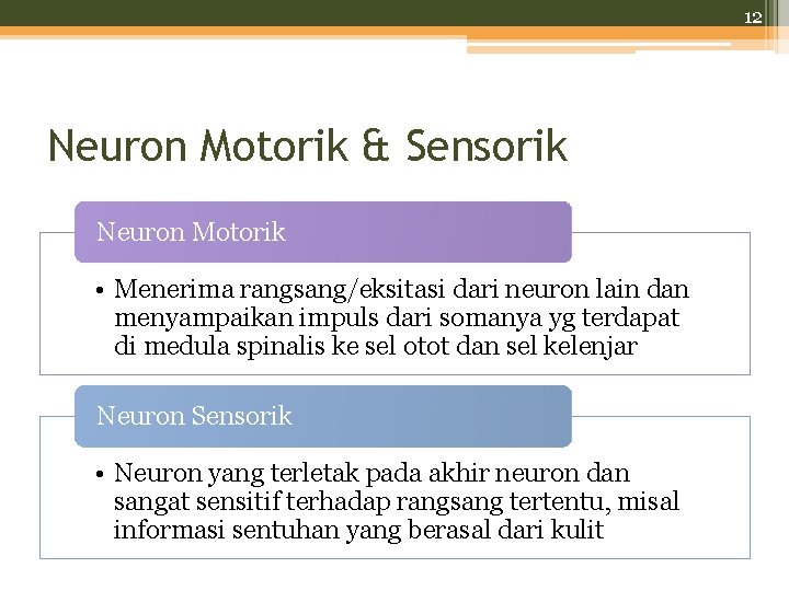 12 Neuron Motorik & Sensorik Neuron Motorik • Menerima rangsang/eksitasi dari neuron lain dan