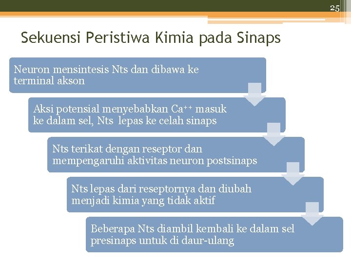 25 Sekuensi Peristiwa Kimia pada Sinaps Neuron mensintesis Nts dan dibawa ke terminal akson