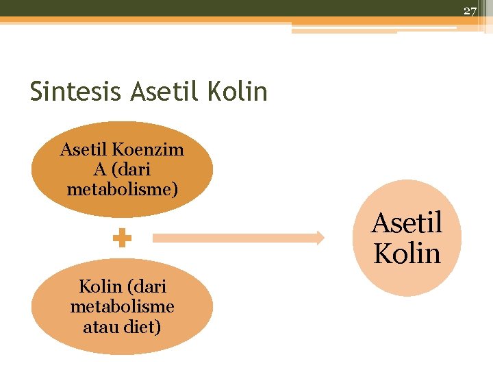 27 Sintesis Asetil Kolin Asetil Koenzim A (dari metabolisme) Asetil Kolin (dari metabolisme atau