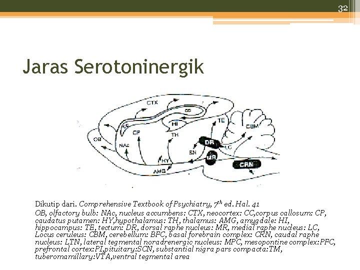 32 Jaras Serotoninergik Dikutip dari. Comprehensive Textbook of Psychiatry, 7 th ed. Hal. 41