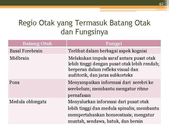 42 Regio Otak yang Termasuk Batang Otak dan Fungsinya Batang Otak Basal Forebrain Midbrain