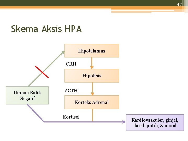 47 Skema Aksis HPA Hipotalamus CRH Hipofisis Umpan Balik Negatif ACTH Korteks Adrenal Kortisol