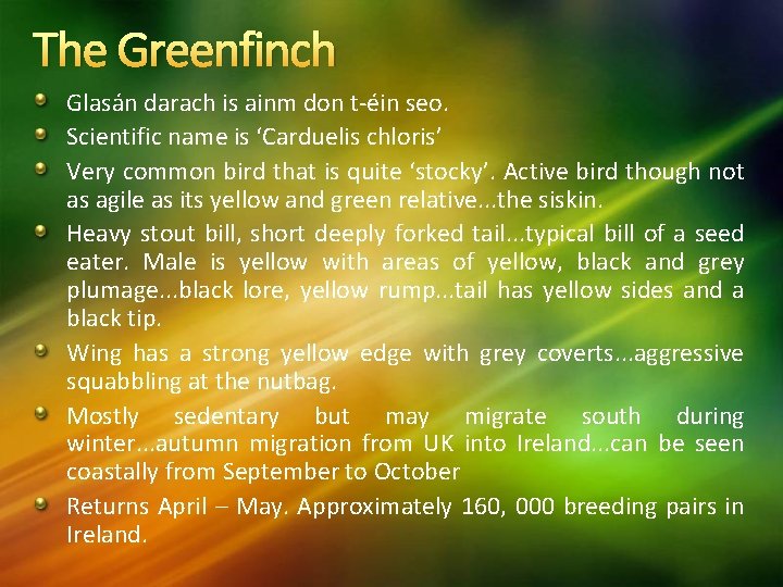 The Greenfinch Glasán darach is ainm don t-éin seo. Scientific name is ‘Carduelis chloris’