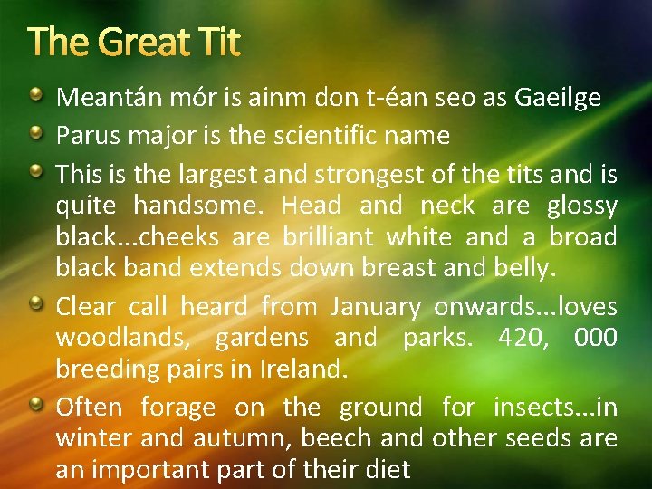 The Great Tit Meantán mór is ainm don t-éan seo as Gaeilge Parus major