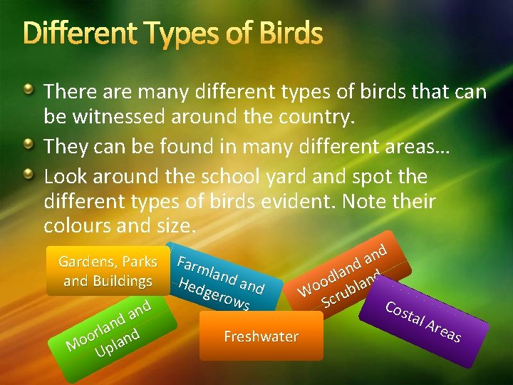 Different Types of Birds There are many different types of birds that can be