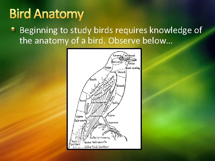 Bird Anatomy Beginning to study birds requires knowledge of the anatomy of a bird.
