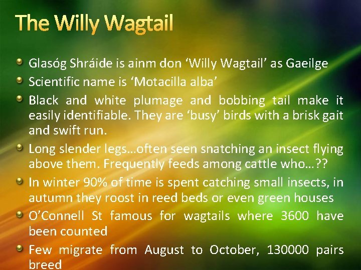 The Willy Wagtail Glasóg Shráide is ainm don ‘Willy Wagtail’ as Gaeilge Scientific name