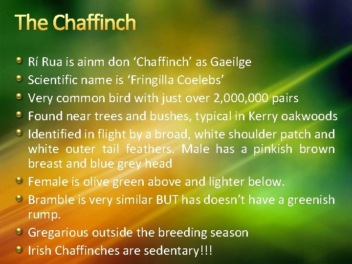 The Chaffinch Rí Rua is ainm don ‘Chaffinch’ as Gaeilge Scientific name is ‘Fringilla
