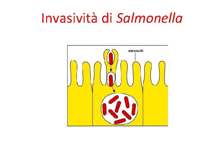 Invasività di Salmonella 
