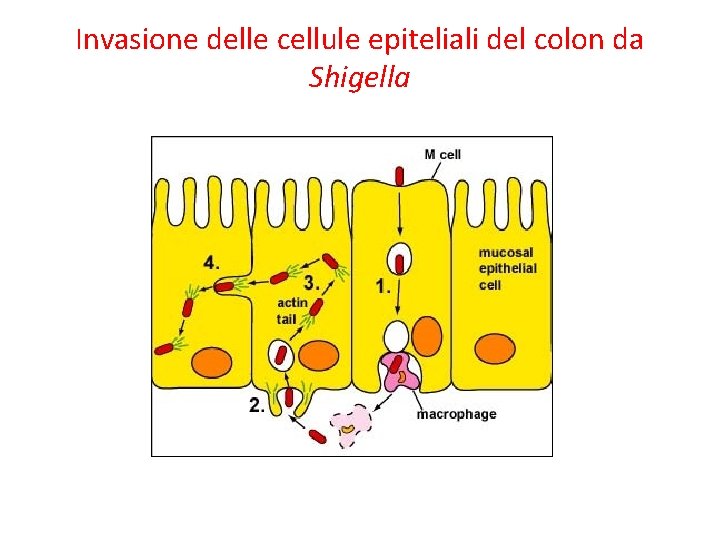 Invasione delle cellule epiteliali del colon da Shigella 