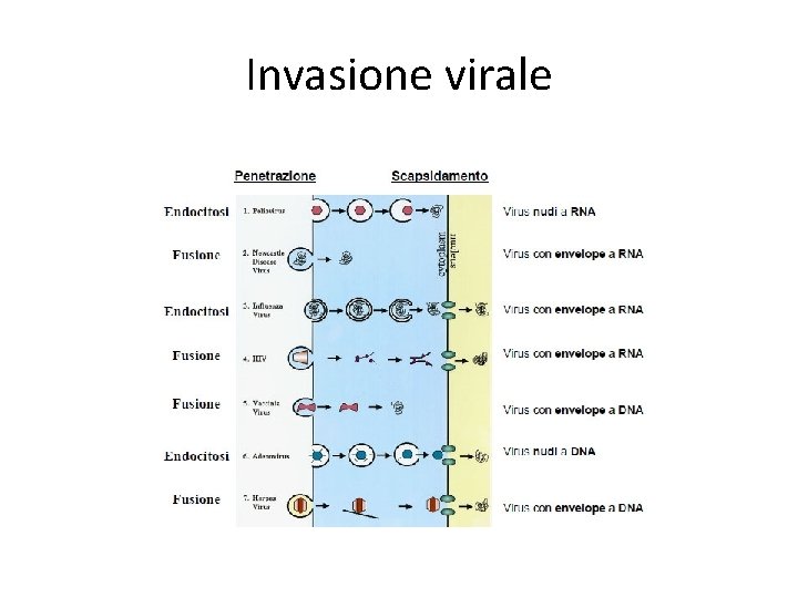 Invasione virale 