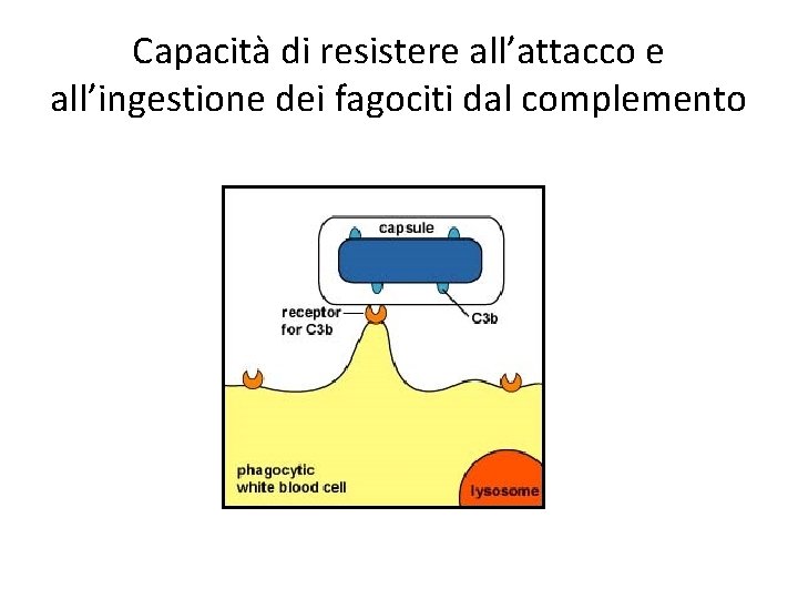 Capacità di resistere all’attacco e all’ingestione dei fagociti dal complemento 