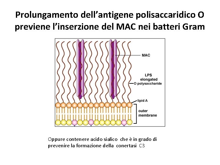 Prolungamento dell’antigene polisaccaridico O previene l’inserzione del MAC nei batteri Gram Oppure contenere acido