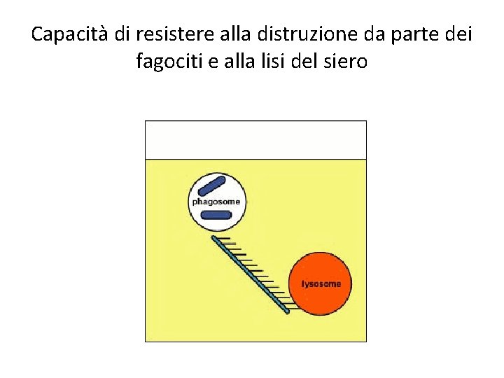 Capacità di resistere alla distruzione da parte dei fagociti e alla lisi del siero