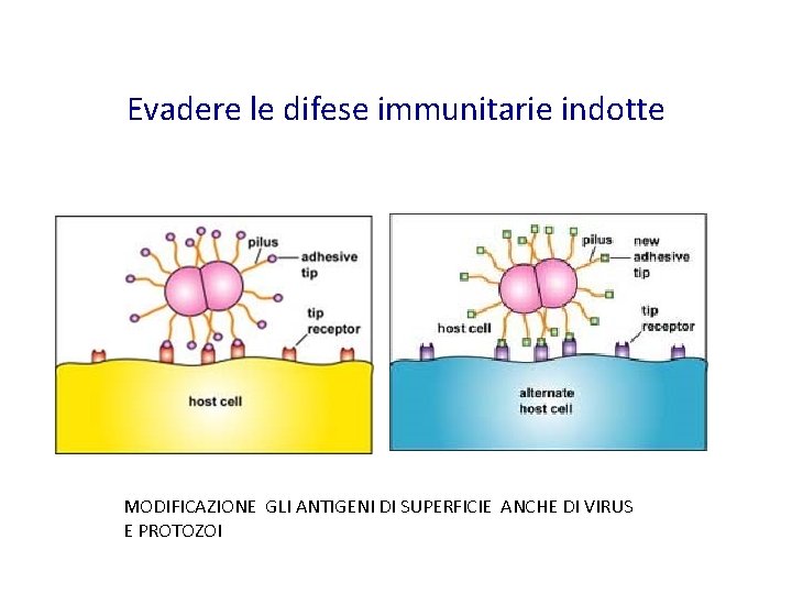 Evadere le difese immunitarie indotte MODIFICAZIONE GLI ANTIGENI DI SUPERFICIE ANCHE DI VIRUS E