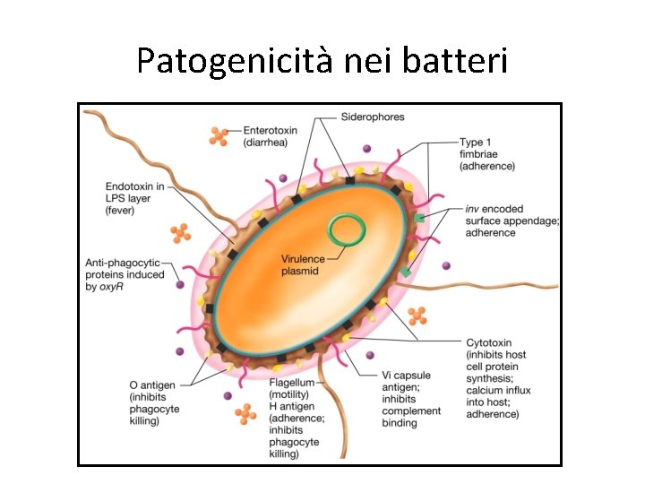 Patogenicità nei batteri 