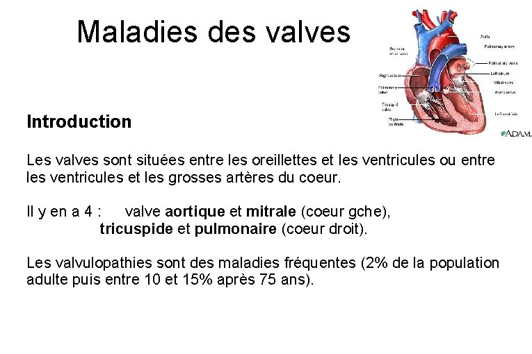 Maladies des valves Introduction Les valves sont situées entre les oreillettes et les ventricules
