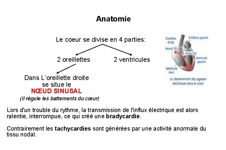 Anatomie Le coeur se divise en 4 parties: : 2 oreillettes 2 ventricules Dans
