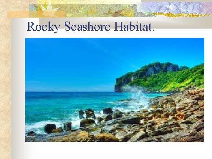 Rocky Seashore Habitat. 