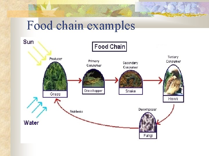 Food chain examples 