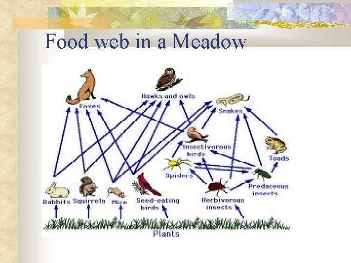 Food web in a Meadow 