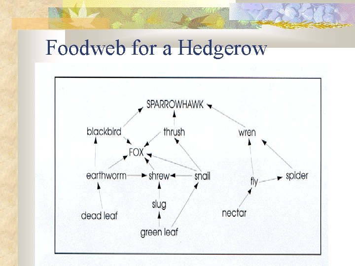Foodweb for a Hedgerow 