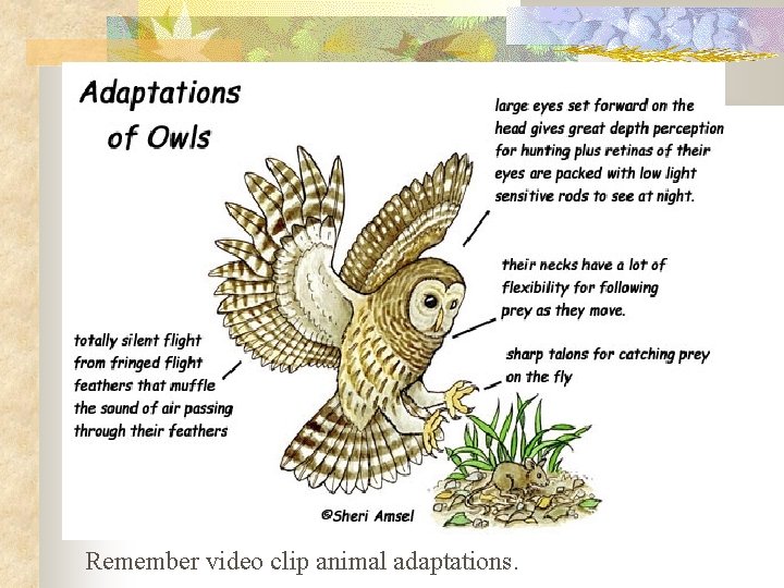 Remember video clip animal adaptations. 