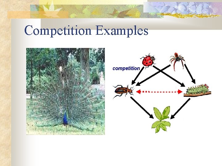 Competition Examples 